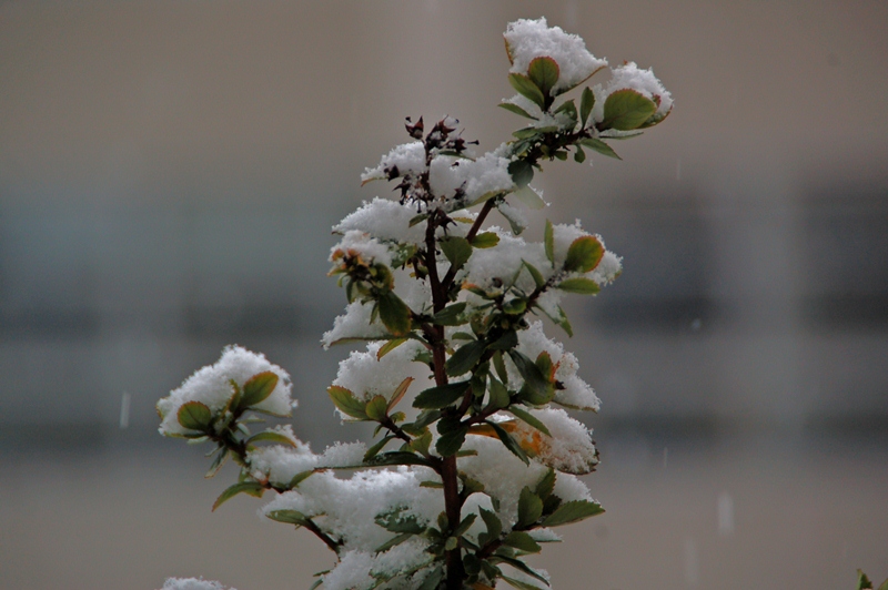 Sous la neige... Dsc_0017