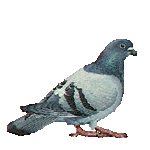 Mon pigeonnier Pigeon10