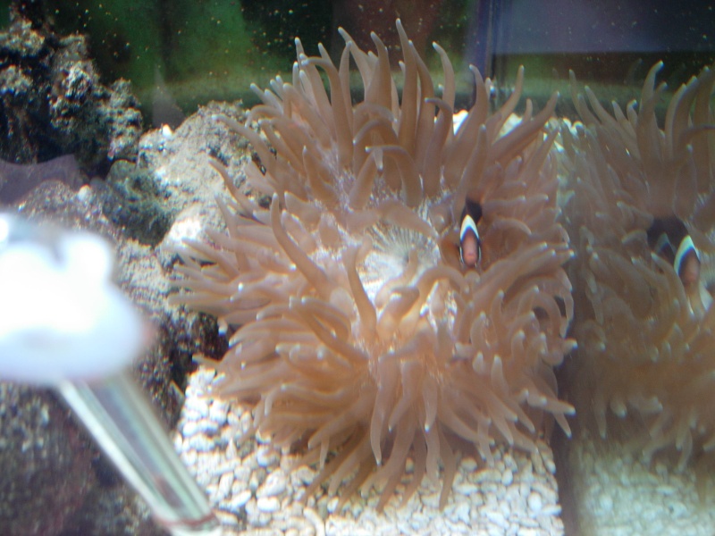 infos sur anemones Dscn3911