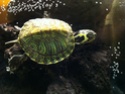 Confirmation de l'espece de ma tortue Photo10