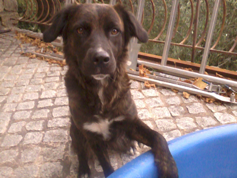 apprendre à son chien à rester devant un commerce Photo010