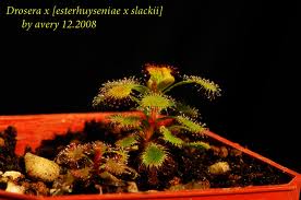 Drosera en hiver Imgres18