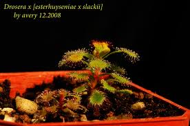 Drosera en hiver  Imgres18