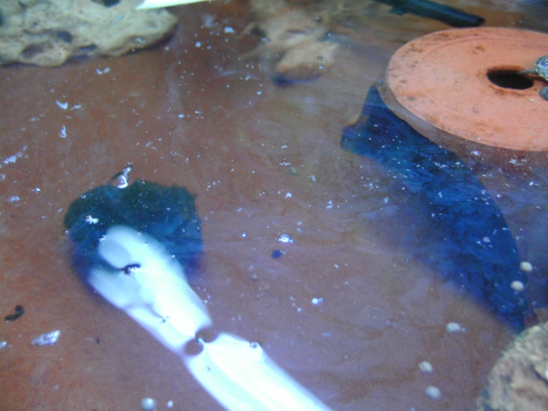pelicule blanchatre a la surface de l' eau Bild0016
