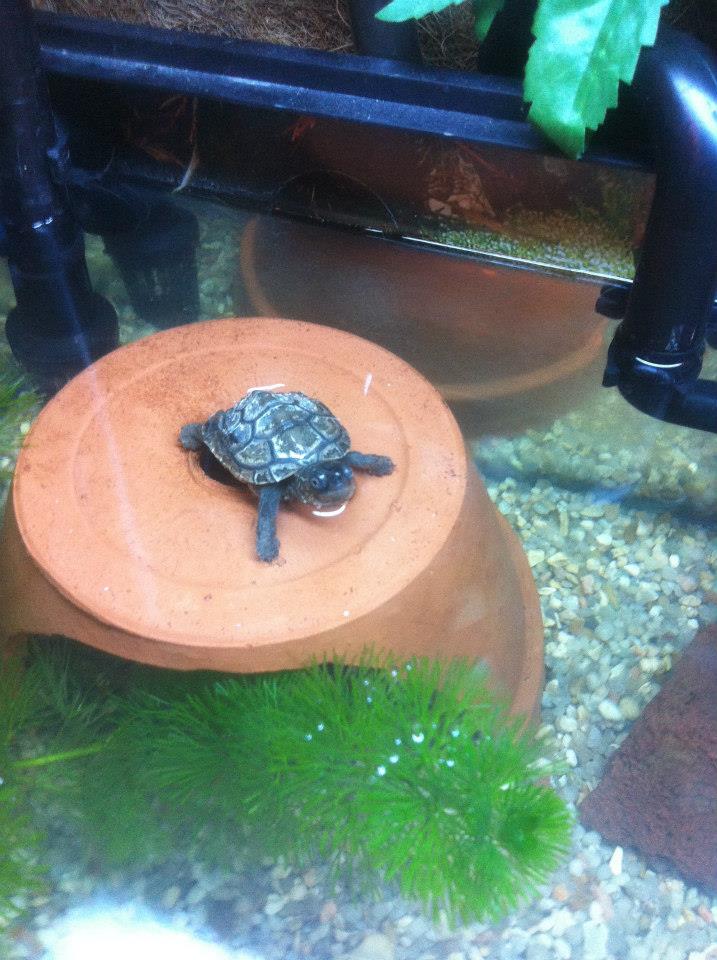 quelques photos des tortues et de l' instalation Mik10