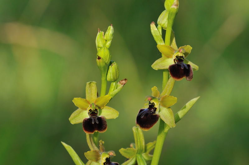 Ophrys argensonensis (Ophrys d'Argenson) 110