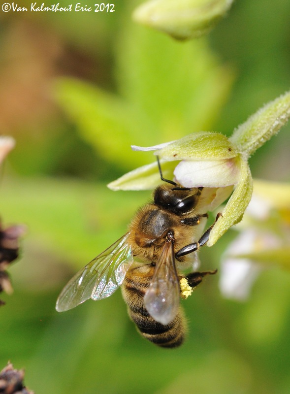 Pollinisateurs sur Epipactis palustris "verdâtre" 15_07_18