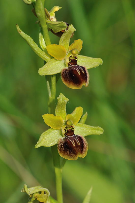 Ophrys argensonensis (Ophrys d'Argenson) 210
