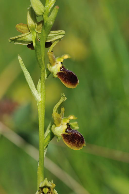Ophrys argensonensis (Ophrys d'Argenson) 2bis10
