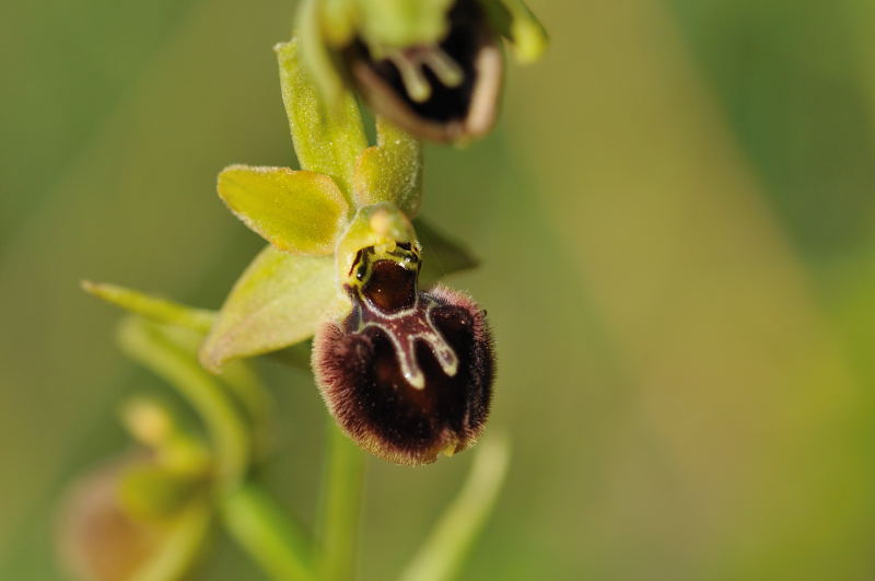 Ophrys argensonensis (Ophrys d'Argenson) 310