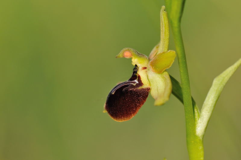 Ophrys argensonensis (Ophrys d'Argenson) 410