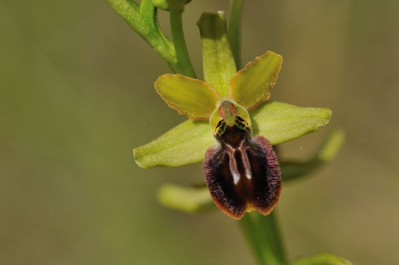Ophrys argensonensis (Ophrys d'Argenson) 510