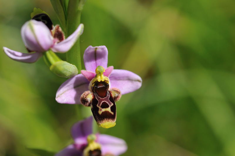 Ophrys santonica (Ophrys de Saintonge) 710