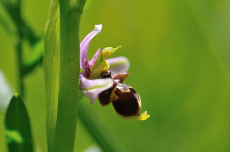 Ophrys santonica (Ophrys de Saintonge) 910