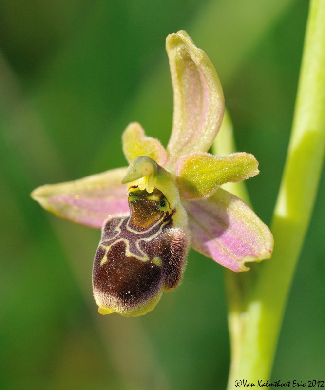 Ophrys argensonensis , santonica & co Hybrid10