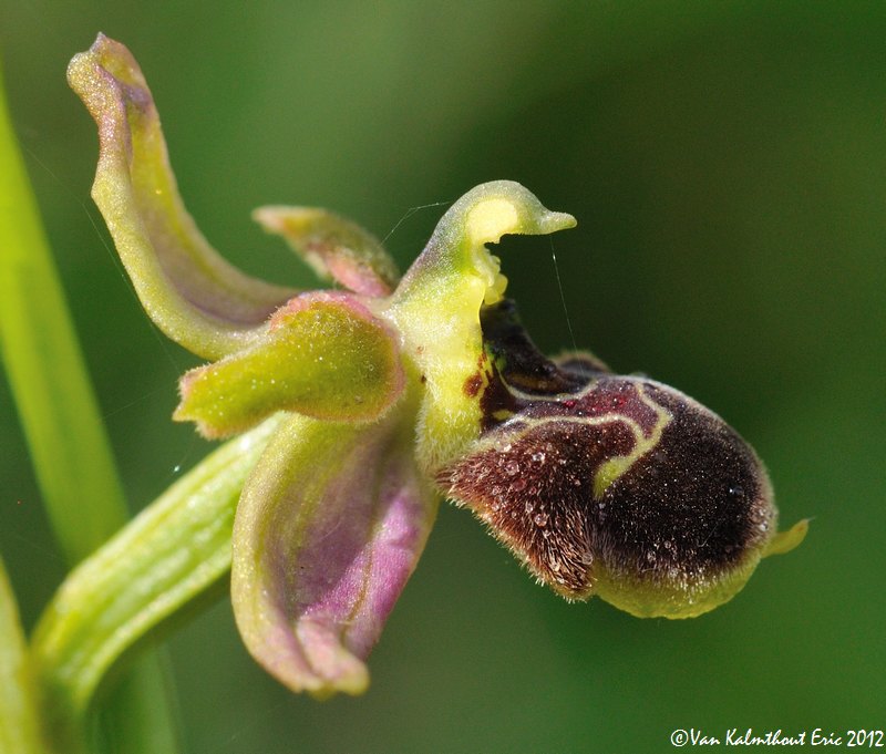 Ophrys argensonensis , santonica & co Hybrid14