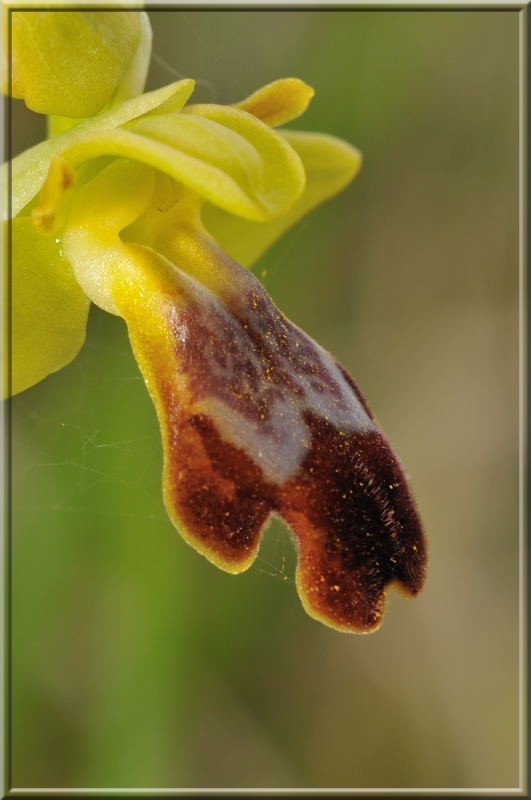 hybride araenola x lupercalis avril 2012 Luperc10