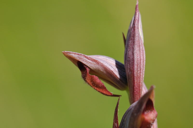 Hybride Sérapia lingua x parviflora & lusus lingua Olaron13