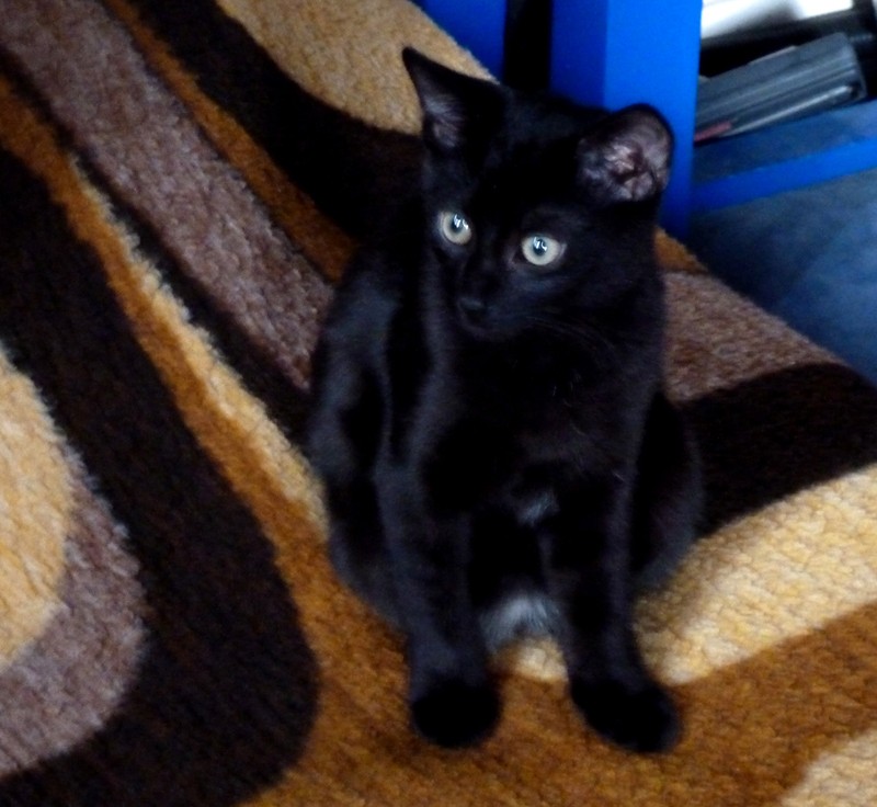 GRANIT, chaton mâle noir, né le 15 juillet 2011 Cookie15