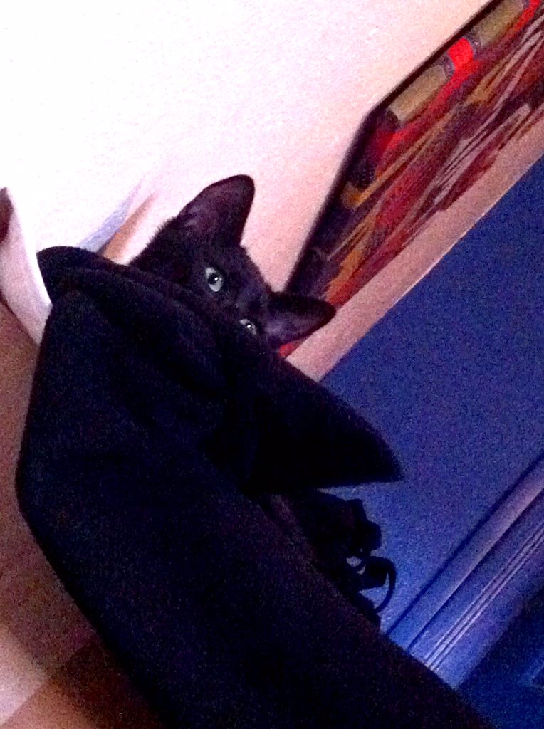 GRANIT, chaton mâle noir, né le 15 juillet 2011 Kouki_10