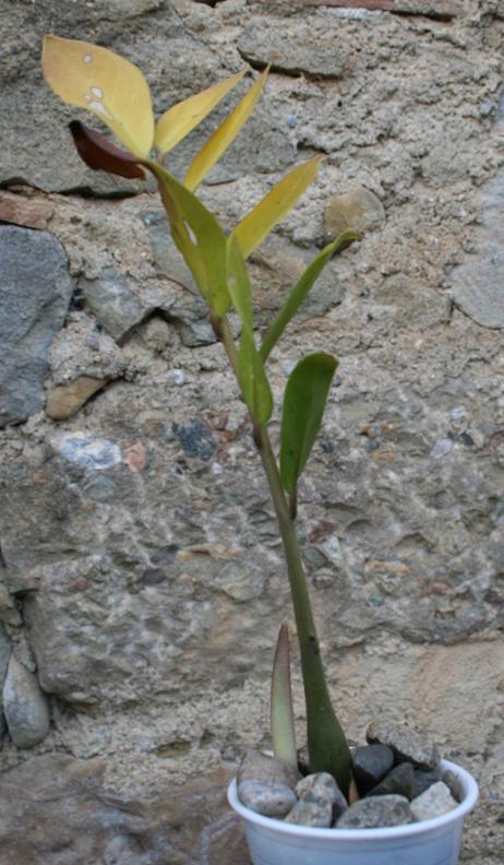 Zamioculcas zamiifolia (= Zamioculcas loddigesii) 544_4431