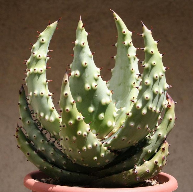 Aloe aculeata 547_4713