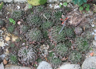 Aristaloe aristata (= Aloe aristata) 559_5917