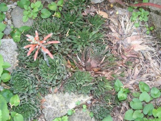 Aristaloe aristata (= Aloe aristata) 559_5918