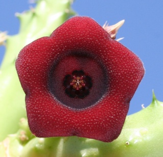 Huernia schneideriana Copie_45