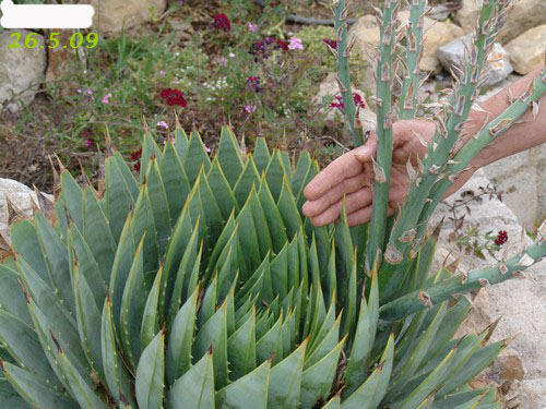 Aloe polyphylla Dsc00410
