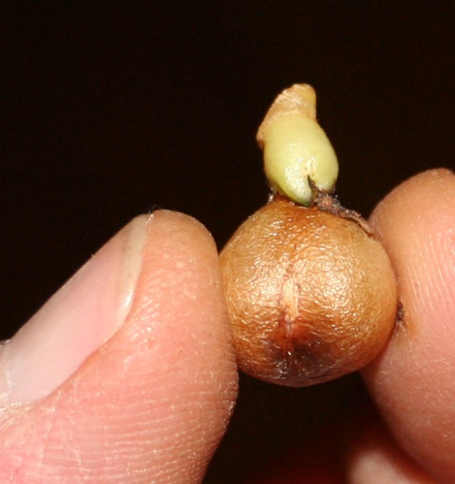 semis d'Amaryllidaceae  Graine10