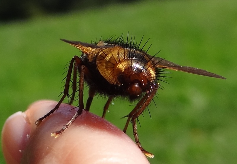 Mouche mais pas tsé-tsé Mouche10