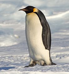 Is Club penguin good? 220px-10