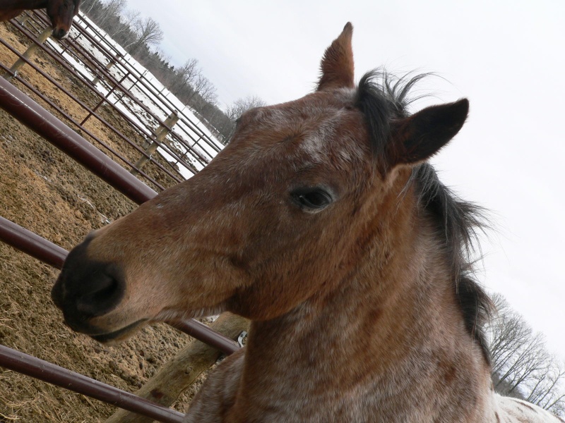 Mon beau appaloosa P1110214