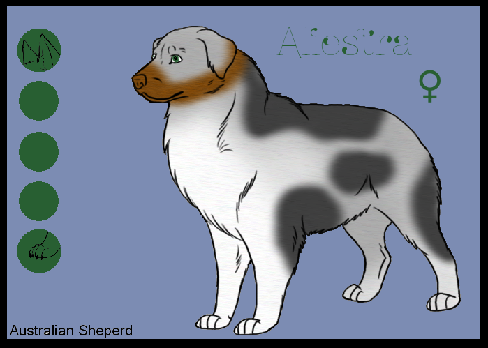 Australian Shepherd Alistr10