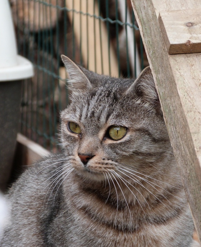 Les Chats de Mamour : ceux qui squattent depuis des années - Page 2 P1020913