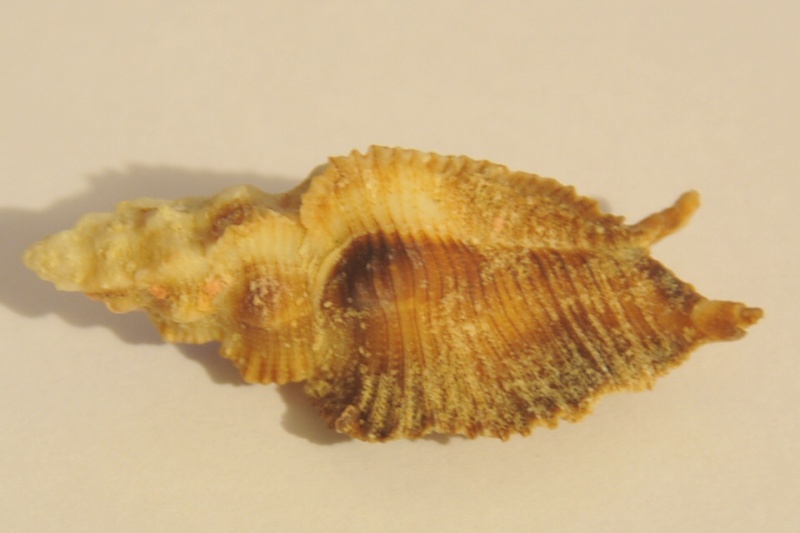 Pterynotus albobrunneus Bertsch & D'Attilio, 1980 Dsc_3424