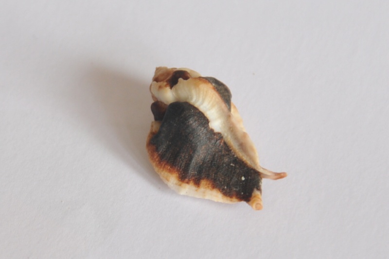 Muricidae Ocenebrinae Jaton decussatus (Gmelin, 1791)  Dsc_3544