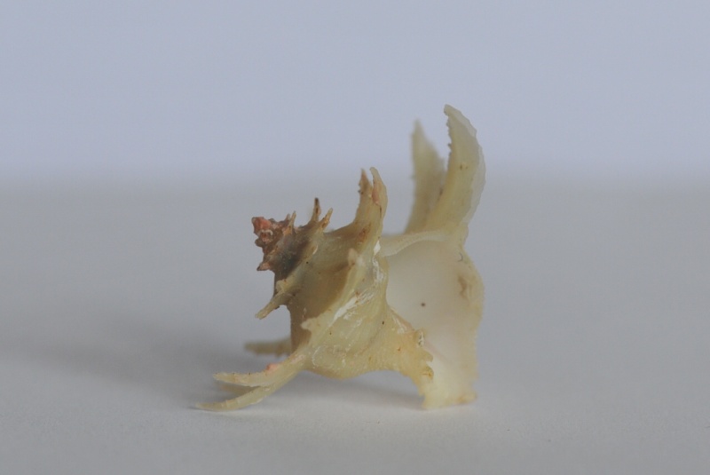 Babelomurex latipinnatus (Azuma, 1961) Dsc_4017