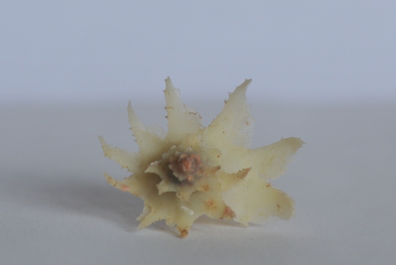 Babelomurex latipinnatus (Azuma, 1961) Dsc_4018