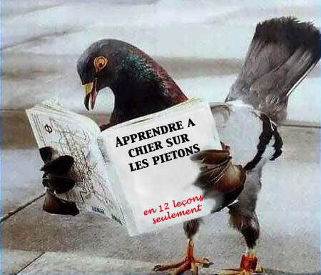 La manière la plus efficace de perdre du poids... - Page 5 Pigeon10