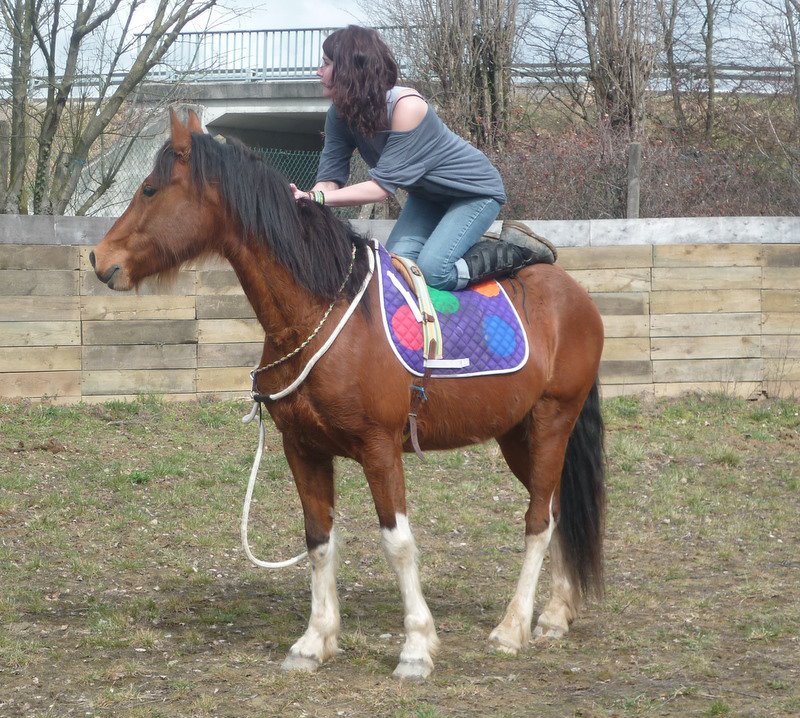 STAR TOUJOURS dite LULU - OC typée Connemara née en 2006 - adoptée en mars 2011 par Auriane - Page 2 30344010