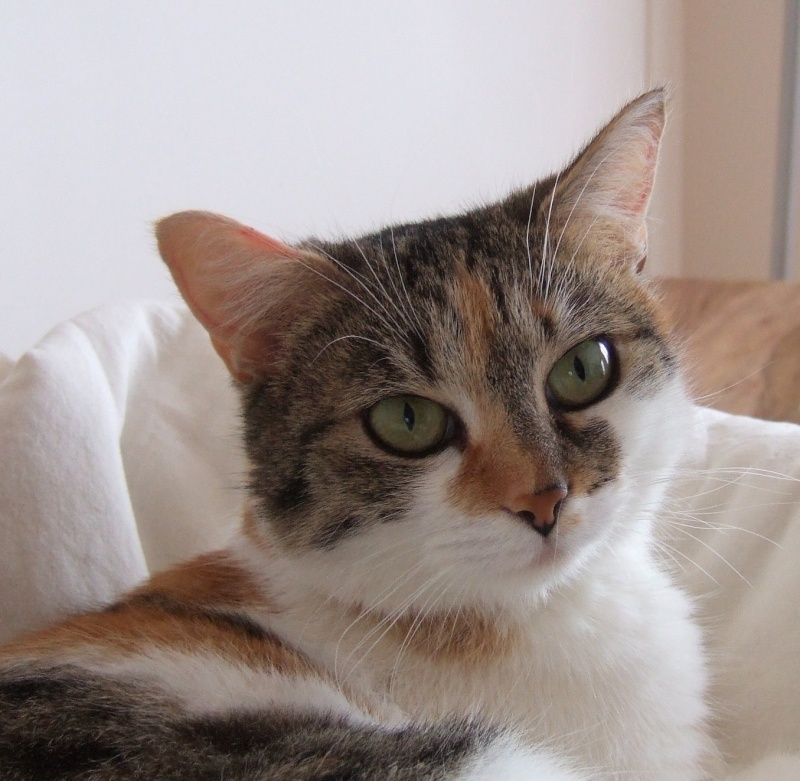 Azalée ,chatte tricolore née en février 2012 Aza_le11