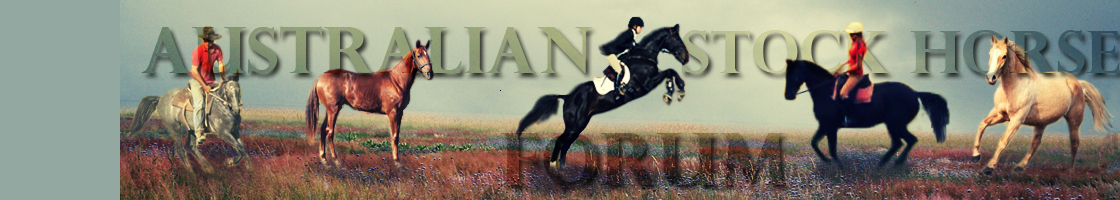 Australian Stock Horse Forum Banner12