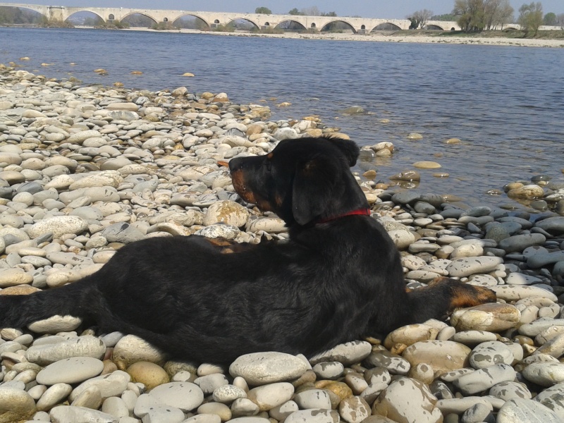 Gally des Reflets de Braise :  le beauceron comme sur des roulettes. - Page 3 2012-018