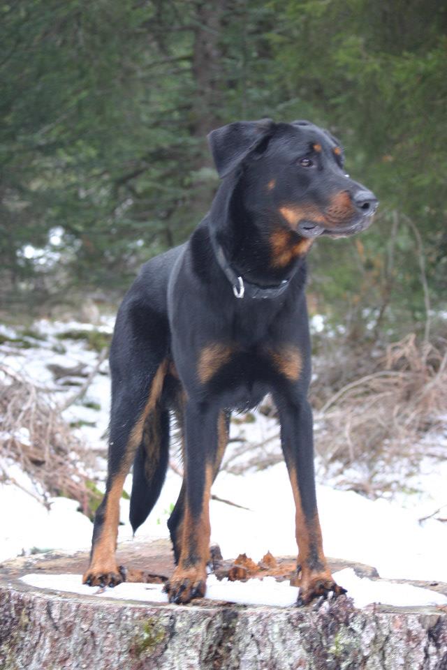 Gally des Reflets de Braise :  le beauceron comme sur des roulettes. - Page 9 40349010