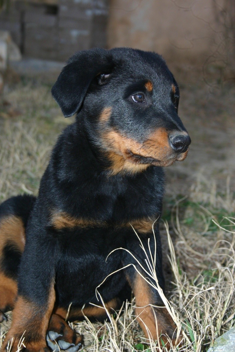 Gally des Reflets de Braise :  le beauceron comme sur des roulettes. Img_1210