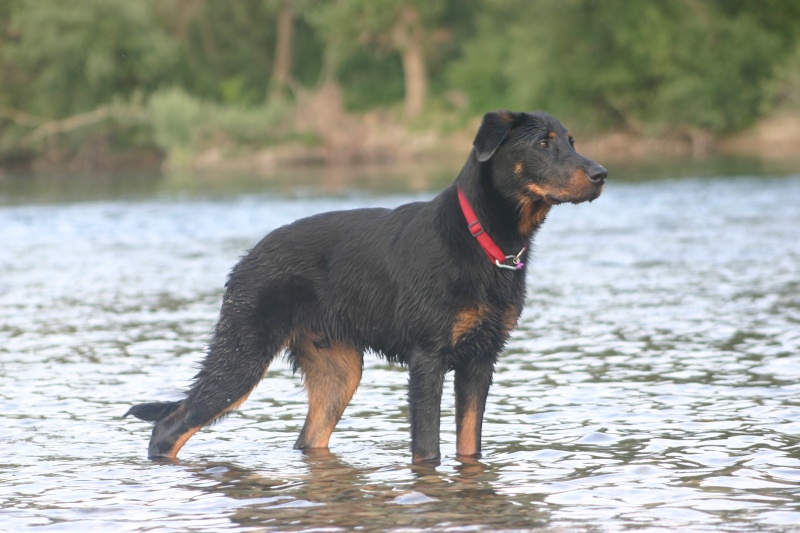 Gally des Reflets de Braise :  le beauceron comme sur des roulettes. - Page 6 Img_1614