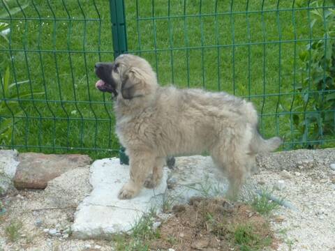 A Adopter Chiot Mâle Croisé Montagne Des Pyrénées 2mois