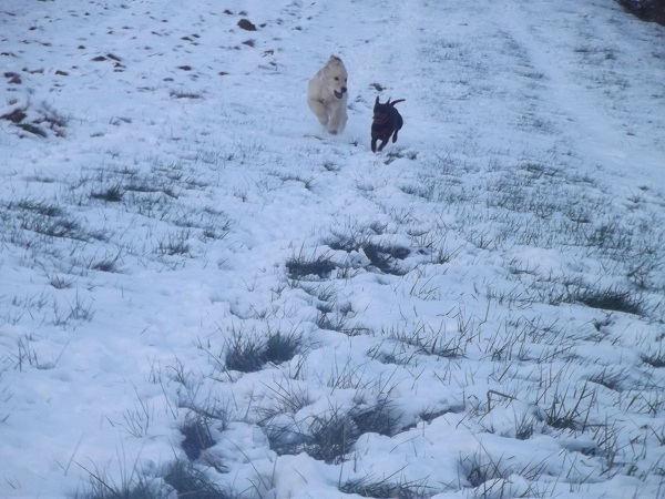 Golden pose dans la neige Rappel10